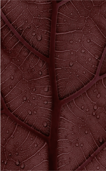 HOJA MARRON